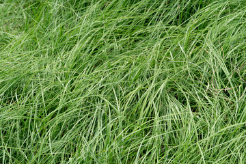 Long green grass leaves in the field.