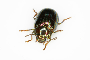 A Rosemary Leaf Beetle Close Up Shiny Insect