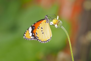 Close-up Plain Tiger Butterfly or African queen (Danaus chrysippus chrysippus) feeding nectar of coatbutton grass with green nature blurred background.