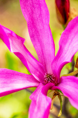 Close-up of a purple Magnolia liliiflora flower on a natural blurred background