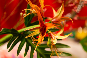 Fototapeta na wymiar Close Up of Yellow Flowering Plant