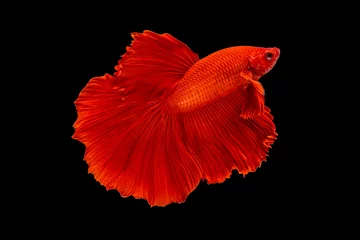 Stof per meter Het ontroerende moment mooi van rode siamese betta vis of fancy betta splendens vechten vis in thailand op zwarte achtergrond. Thailand noemde Pla-kad of halve maan bijtende vis. © Soonthorn