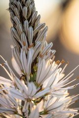 Naklejka na ściany i meble close up of white asphodel flower pistils on a blurry background, creative design