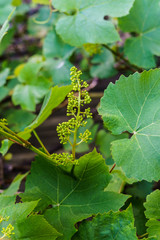Green ovaries of flowering grapes in the garden.