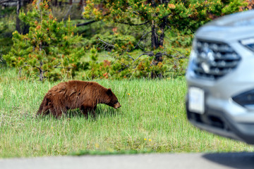 Dangerous wildlife encounter with an american black bear (Ursus americanus) coming out of the woods, and running through the road between the cars on Icefields Parkway in the Banff National Park