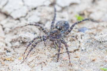 The macro shot of the small beautiful spider on the soil and sand in the sunny summer or spring day