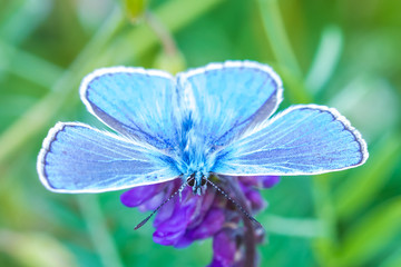 The macro shot of the beautiful blue butterfly on the little purple flower in the warm sunny summer weather