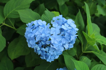 ハートアジサイ　イメージ