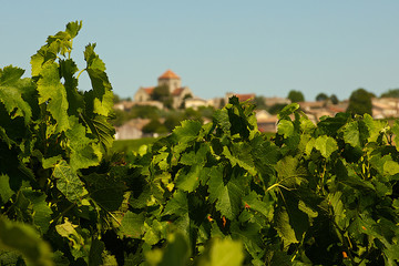 village in the vineyard.