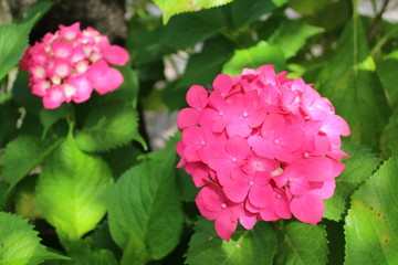 アジサイイメージ