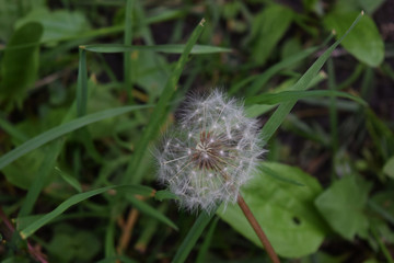 dandelion closeup cr 2019 darrell jbanks