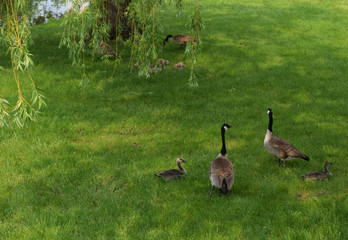 baby canada gees cr2019darrelljbanks