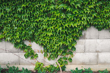 Home and Garden Decoration With Green Boston Ivy Leaf on Concrete Block Wall, Natural Tree Gardening Outdoor Abstract Background., Beautiful Nature Green Leaves Plantation