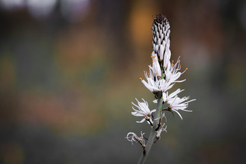 close up of white asphodel flower pistils on a blurry background, creative design
