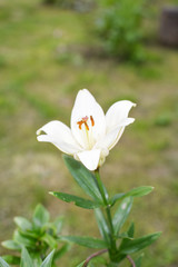 White lily on green background