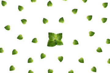 Fresh green leaf mint with water drops, scattered in a chaotic manner, isolated on white background. Food background. 