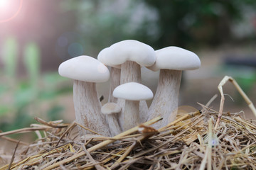 mushrooms in the forest