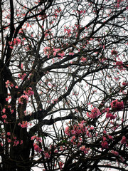 Tabebuia rosea flowers blooming in park in the morning.