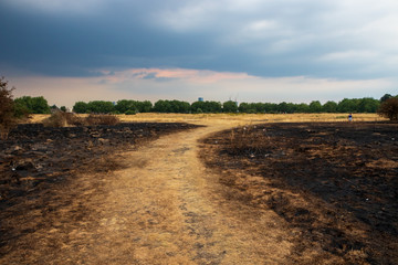 Wanstead flats after the fire