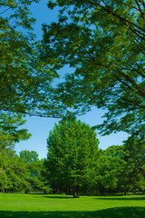 Fototapeta premium Green park