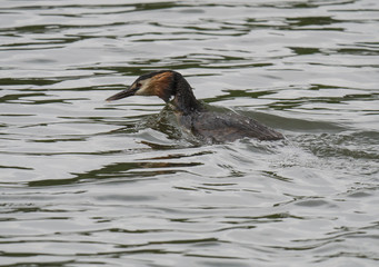close up great crested with small fish in bill to feed their youngs. Podiceps cristatus family on clear blue lake.