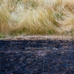 Wanstead flats after the fire