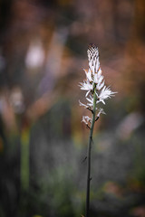 close up of white asphodel flower pistils on a blurry background, creative design