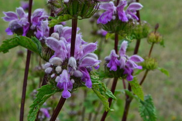 Obraz premium summer wildflowers