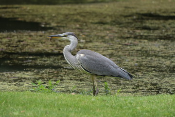 Graureiher beim jagen