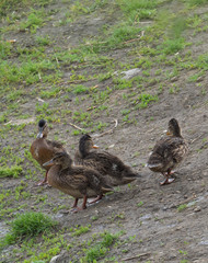 Wild Mallard duck youngs ducklings chicks. Anas platyrhynchos on the grass and dirt. Beauty in nature. Young birds in spring time.