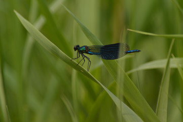 Gebänderte Prachtlibelle (Calopteryx splendens) - männlich 