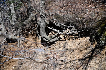 trunk of tree