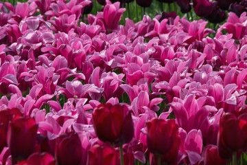 Obraz premium flowerbed with pink and purple tulips in the park