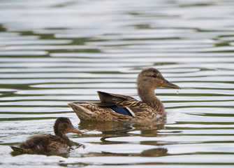 Close up Wild Female Mallard duck, wingeon, with young duckling. Anas platyrhynchos leaving the water hiding in reeds. Beauty in nature. Spring time. Birds swimming on lake.