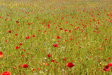 Fototapeta premium Green field sprinkled with red poppies