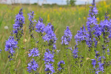Fototapeta premium summer wildflowers