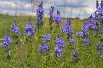 Naklejka premium summer wildflowers