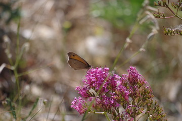 Fleur de Méditerranée