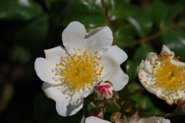 Fleur de Méditerranée