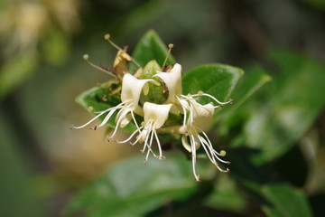 Fleur de Méditerranée