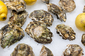 Closed oysters for sale