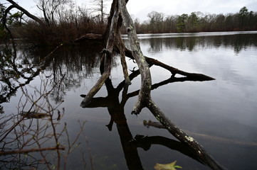 tree on the lake east islip ny