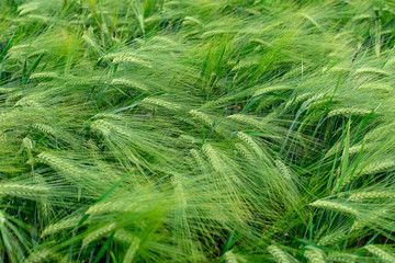  Green rye field in summer on a hot sunny day