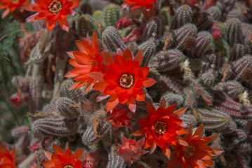Flores de cactus rojas