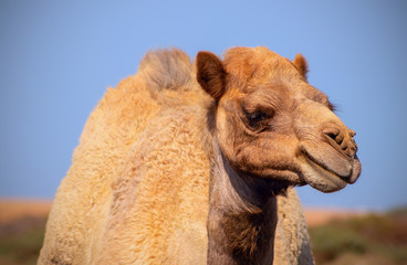 Obraz premium Close up of an african camel on the blue background 