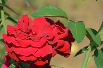 Thomasville rose garden 0236