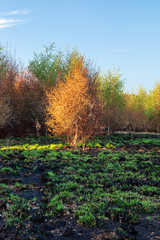 Naklejka premium Wanstead flats after the fire