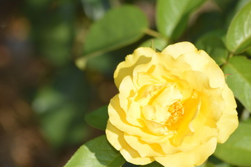 Thomasville rose garden 0237