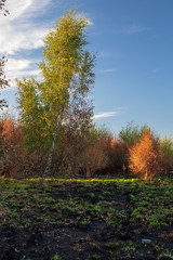 Fototapeta premium Wanstead flats after the fire