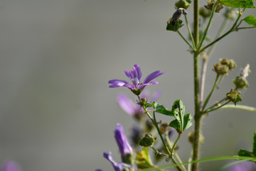 Close-up of purple spring flowers in natural light